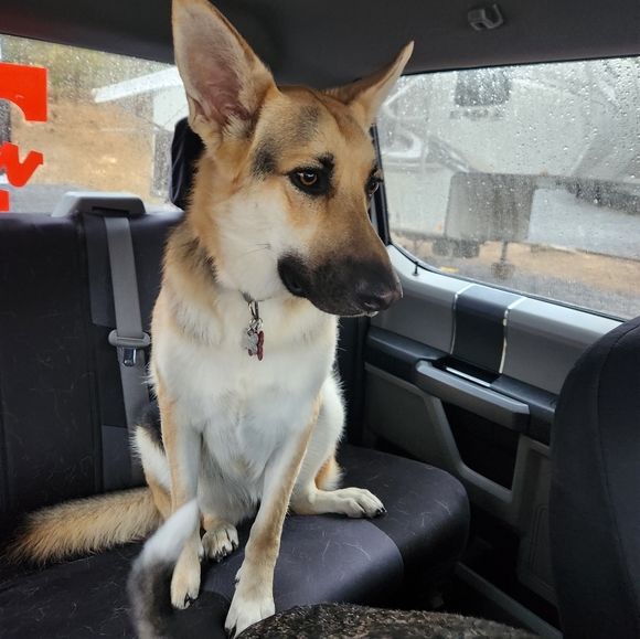 Meet your Posher, Pam. I WILL ACCEPT ANY REASOABLE OFFER - Picture 3 of 13